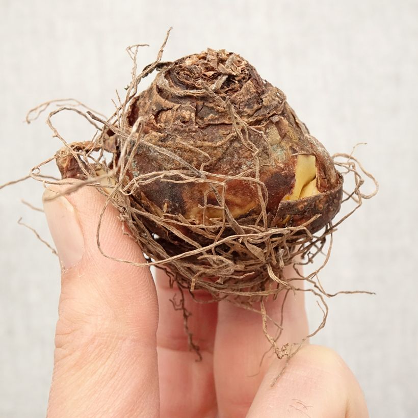 Amostra de Eucomis vandermerwei - Eucomide panachée  Bulbo size 12+ tal como entregue na primavera