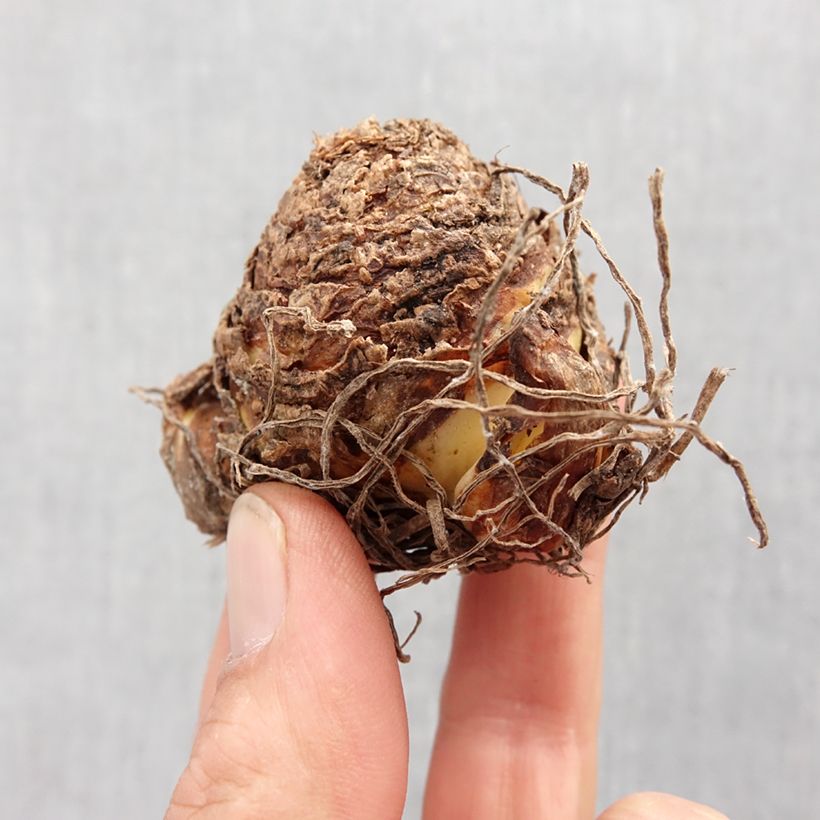 Amostra de Eucomis vandermerwei Octopus Bulbo Calibre 12+ tal como entregue na primavera