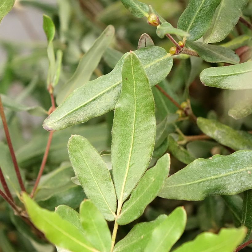 Eucryphia lucida Ballerina (Folhagem)