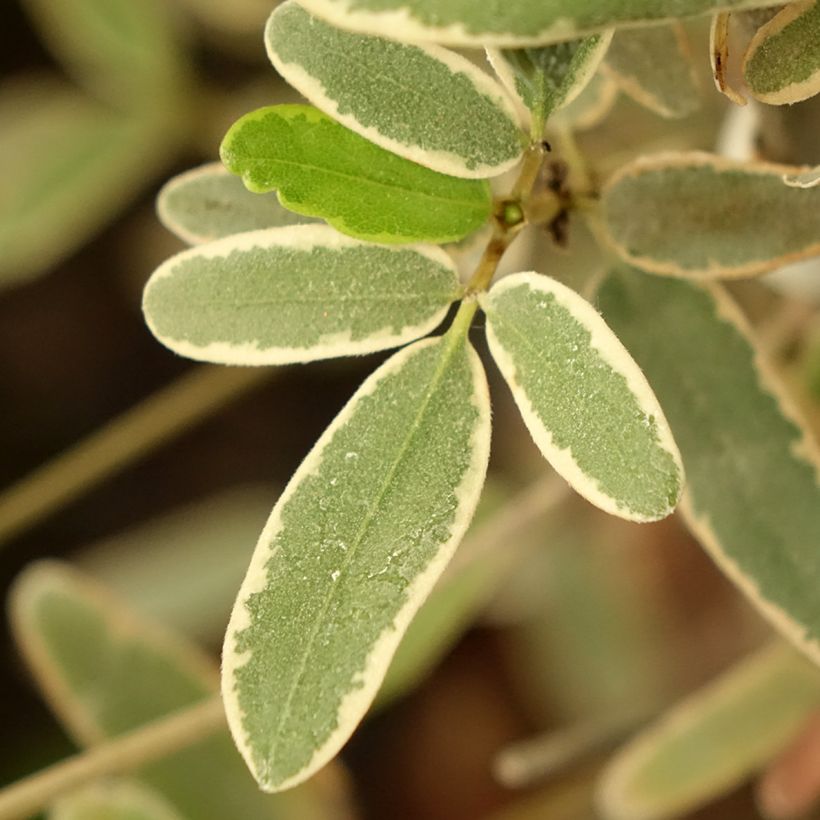 Eucryphia lucida Gilt Edge (Folhagem)