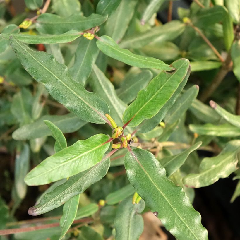 Eucryphia moorei (Folhagem)