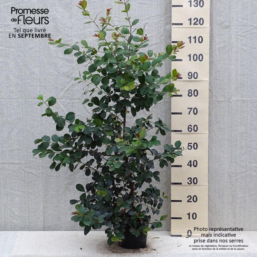 Amostra de Eugenia uniflora Etna Fire Vaso de 3 L/4 L tal como entregue no outono