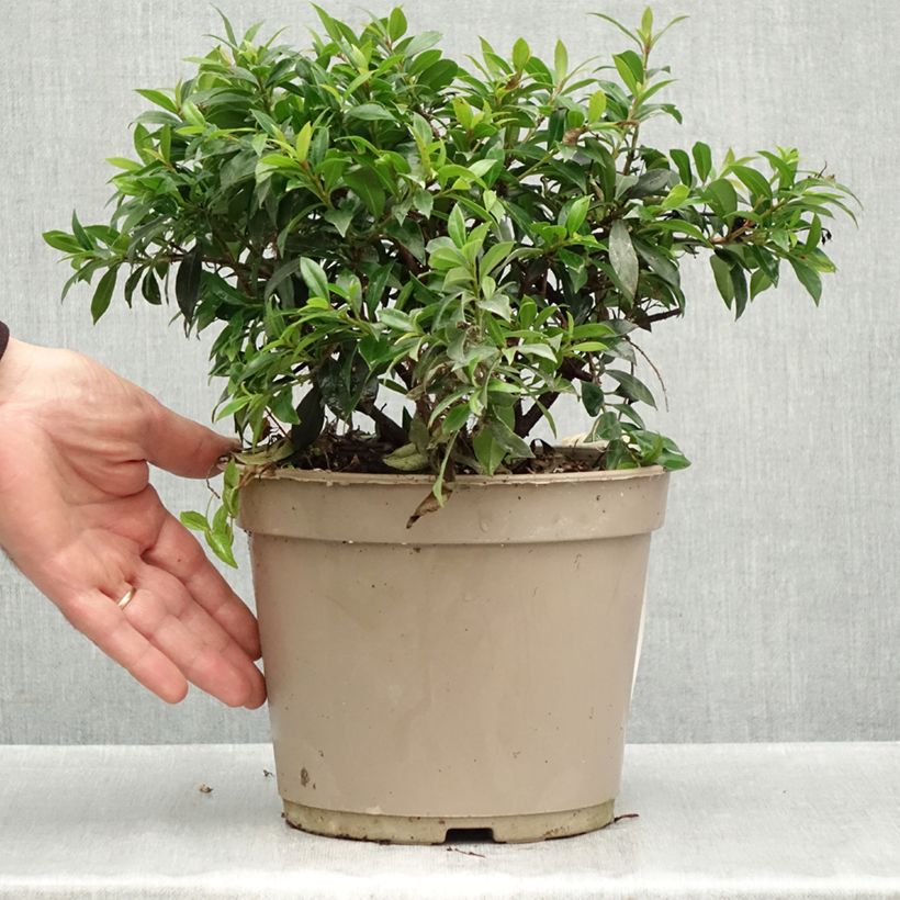 Amostra de Eugenia myrtifolia Compacta Vaso de 4 L/5 L tal como entregue no outono