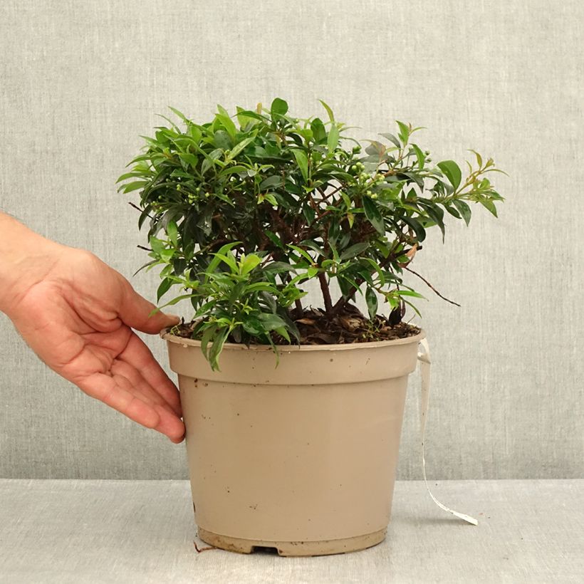 Amostra de Eugenia myrtifolia Compacta Vaso de 4 L/5 L tal como entregue no verão