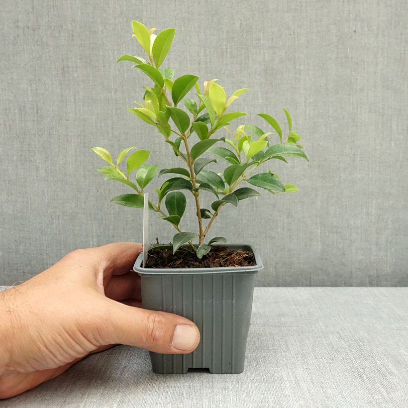 Amostra de Eugenia myrtifolia New Port Vaso de 8/9 cm tal como entregue no verão