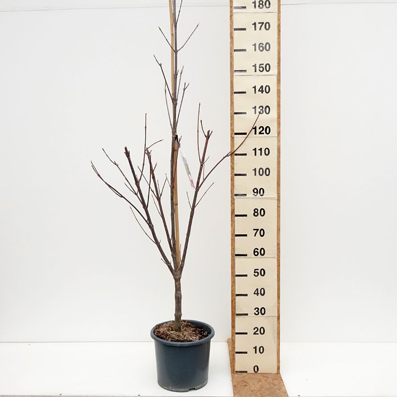 Amostra de Tetradium daniellii Vaso de 12 L/15 L tal como entregue no outono