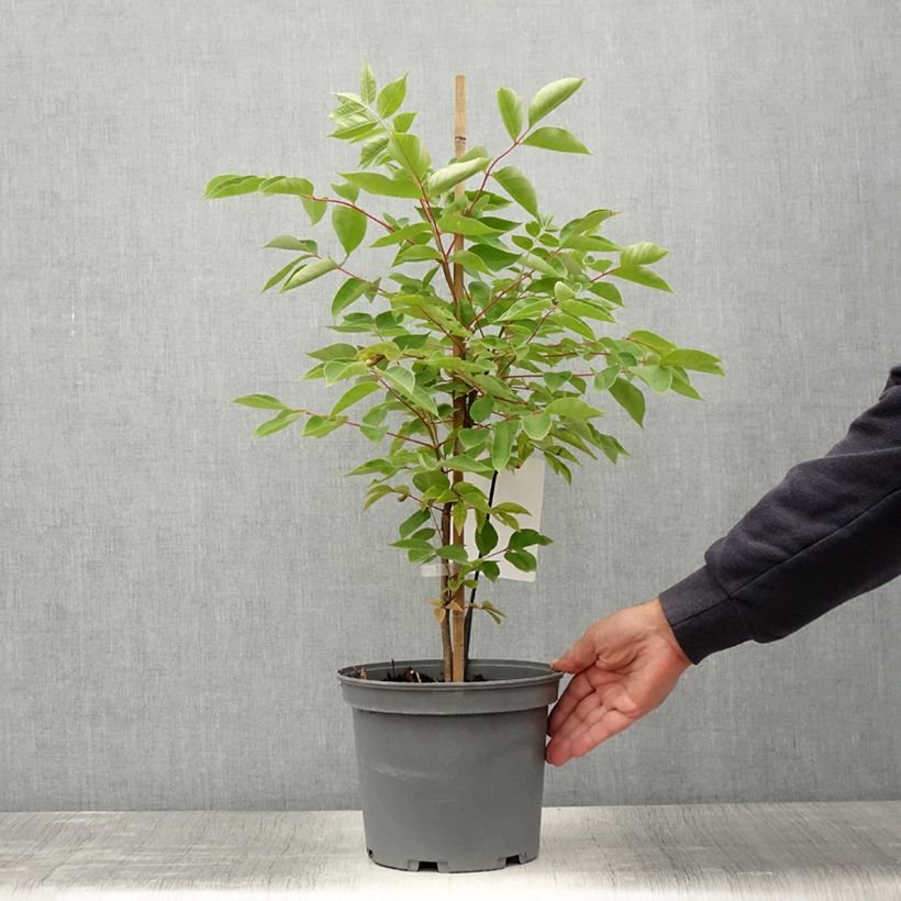 Amostra de Tetradium daniellii Vaso de 4 L/5 L tal como entregue no verão