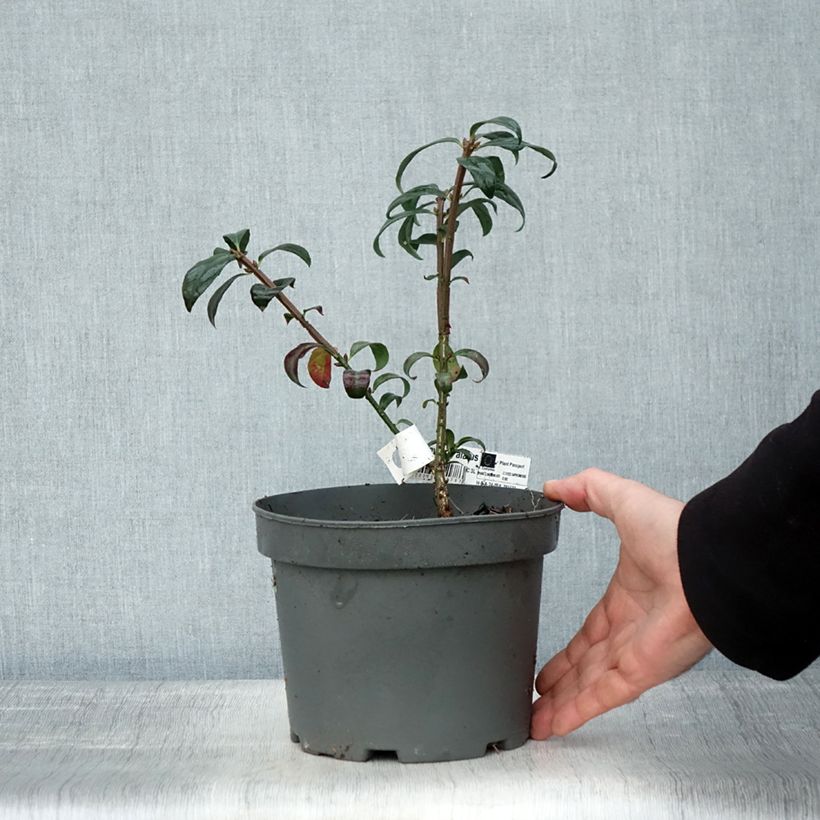 Amostra de Euonymus alatus Vaso de 2 L/3 L tal como entregue no outono
