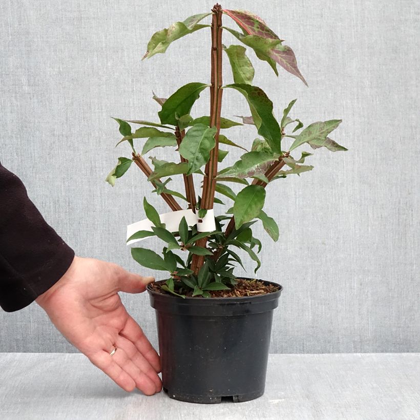 Amostra de Euonymus alatus Blade Runner - Fusain ailé nain Pot de 2L/3L tal como entregue no outono