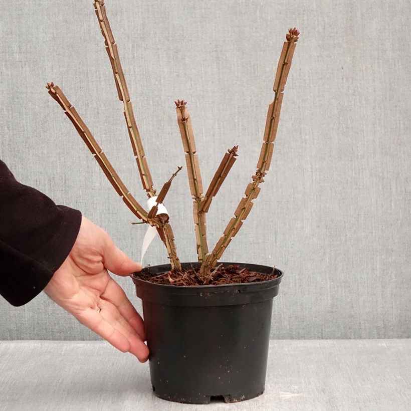 Amostra de Euonymus alatus Blade Runner Vaso de 2 L/3 L tal como entregue no inverno