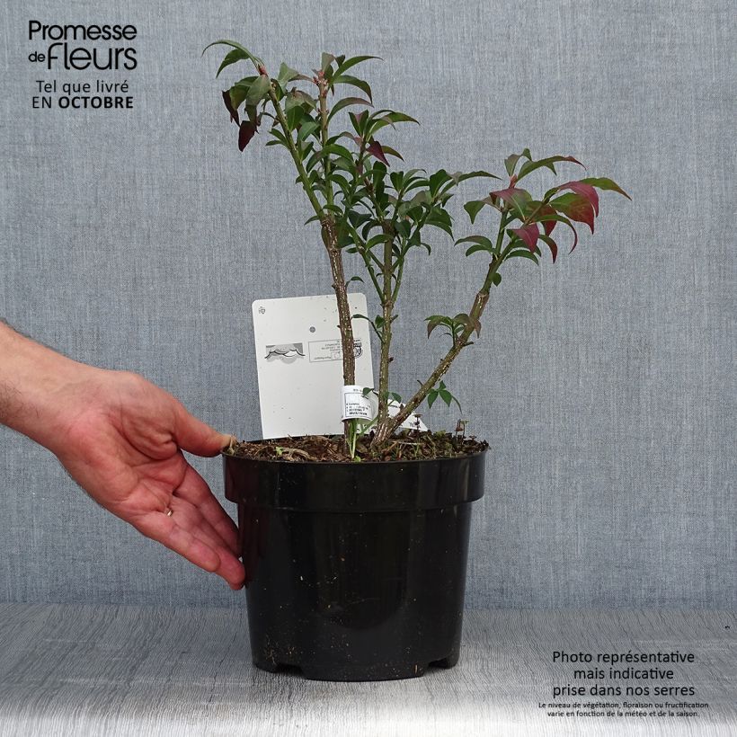 Amostra de Euonymus alatus Compactus Vaso de 2 L/3 L tal como entregue no outono