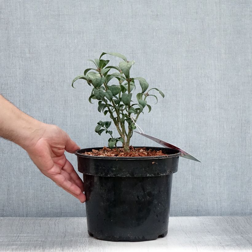 Amostra de Euonymus alatus Compactus Vaso de 4 L/5 L tal como entregue no verão