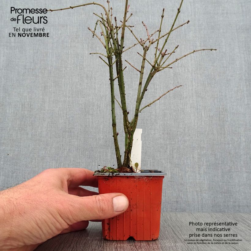 Amostra de Euonymus alatus Vaso de 8/9 cm tal como entregue no outono
