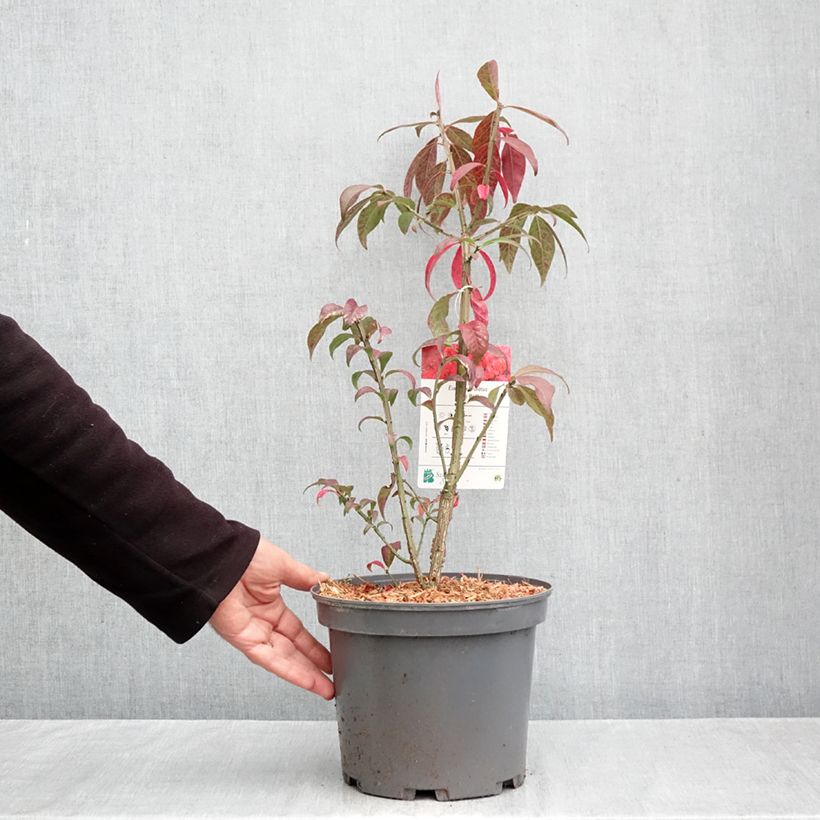 Amostra de Euonymus alatus Fire Ball Vaso de 4 L/5 L tal como entregue no outono