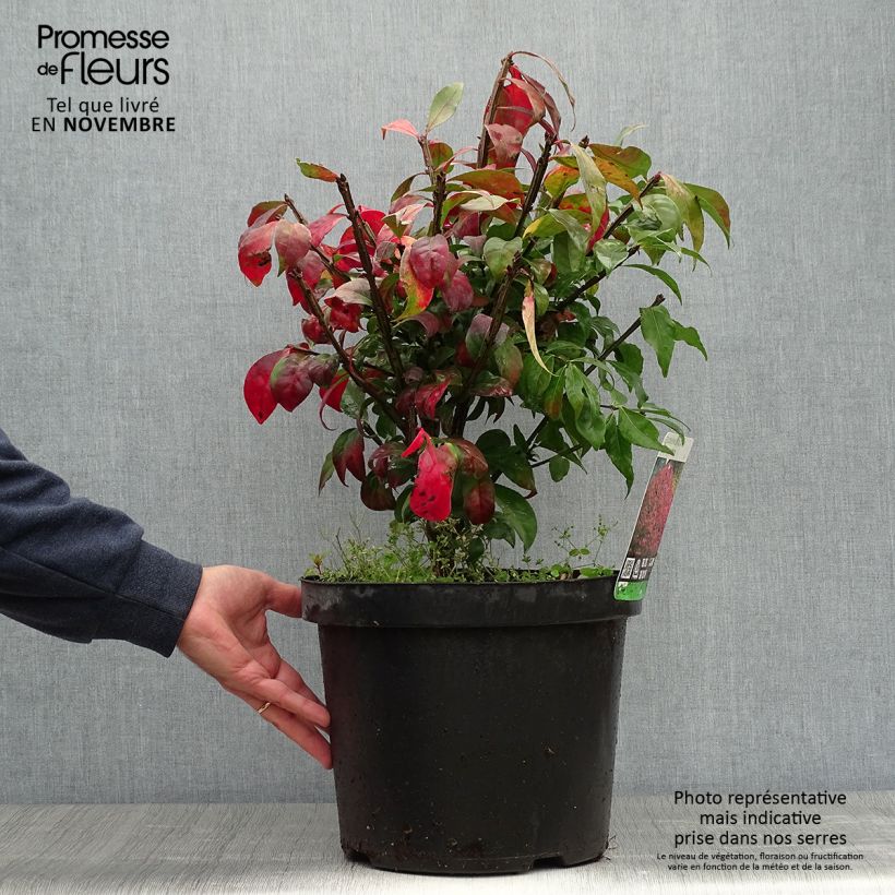 Amostra de Euonymus alatus Vaso de 7,5 L/10 L tal como entregue no outono