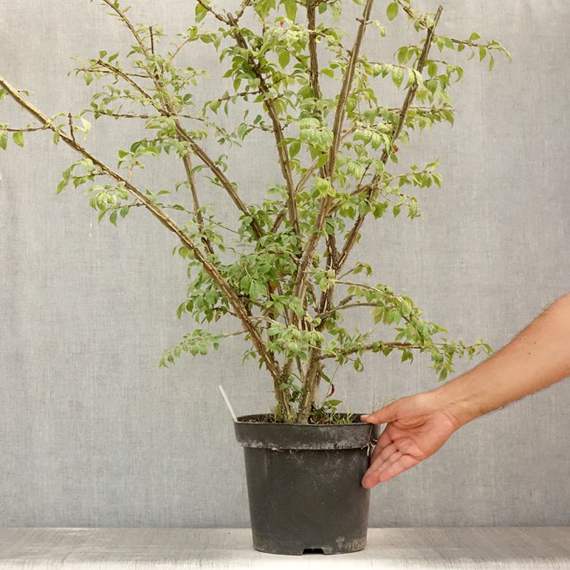 Amostra de Euonymus alatus Vaso de 7,5 L/10 L tal como entregue no verão
