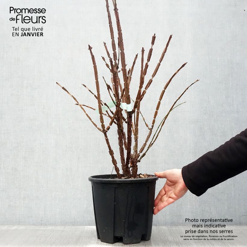 Amostra de Euonymus alatus Vaso de 7,5 L/10 L tal como entregue no inverno