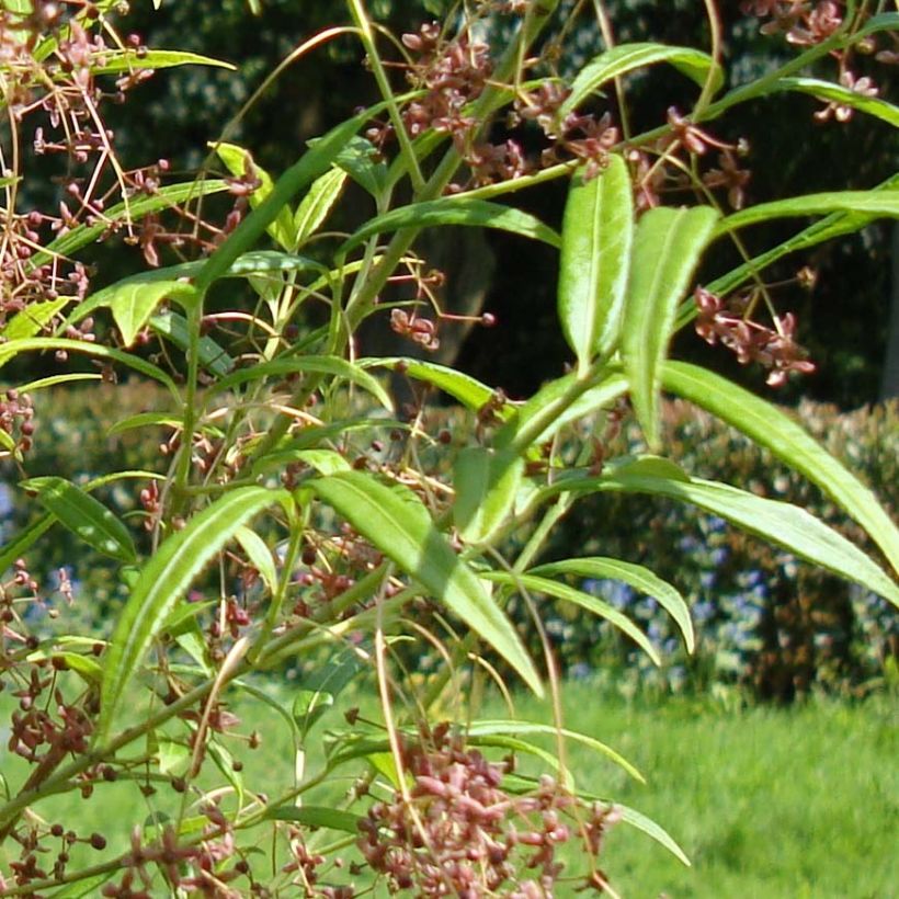 Euonymus clivicolus var. rongchuensis (Folhagem)