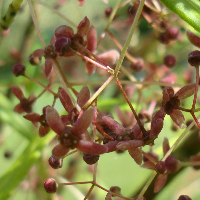 Euonymus clivicolus var. rongchuensis (Floração)