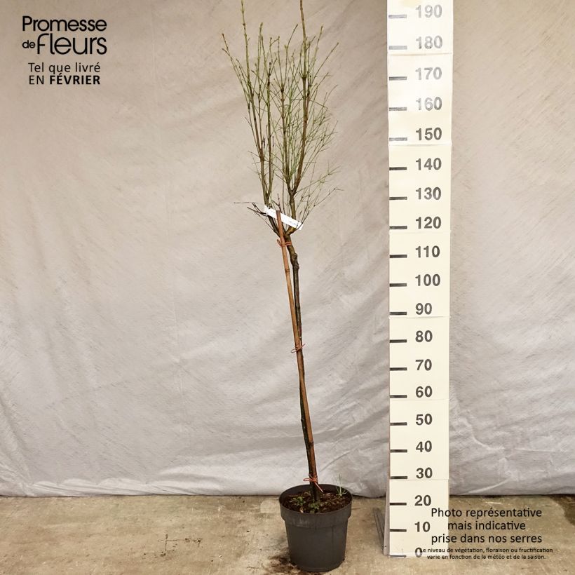 Amostra de Euonymus clivicolus - Fusain Vaso de 7,5 L/10 L tal como entregue no inverno