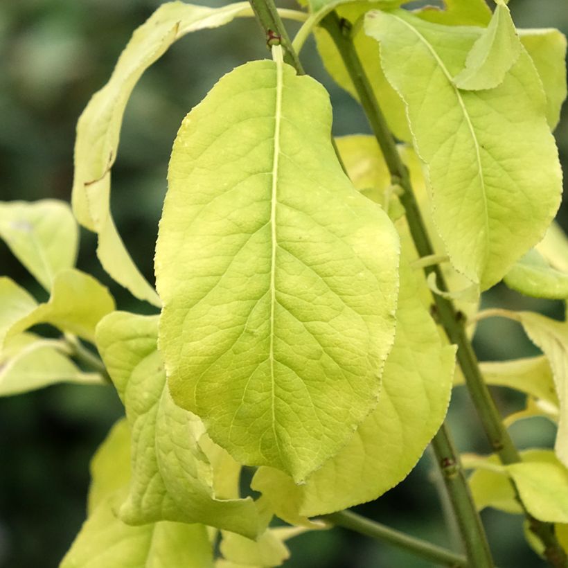 Evónimo-europeu Albus - Euonymus europaeus (Folhagem)