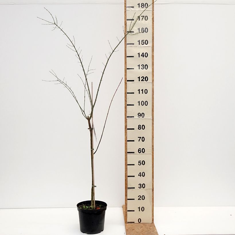 Amostra de Evónimo-europeu Albus - Euonymus europaeus Vaso de 7,5 L/10 L tal como entregue no outono