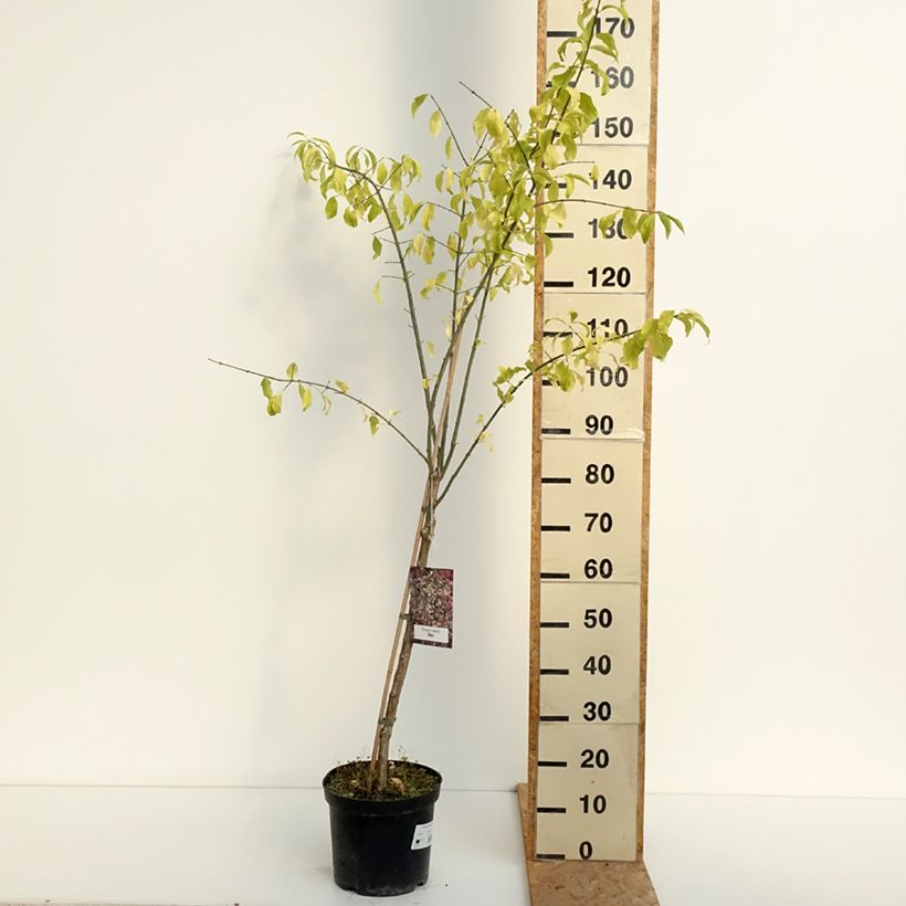 Amostra de Evónimo-europeu Albus - Euonymus europaeus Vaso de 7,5 L/10 L tal como entregue no verão