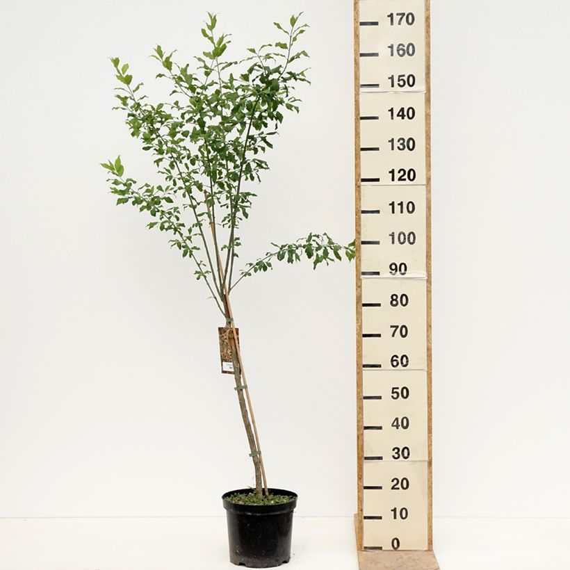 Amostra de Euonymus europaeus Albus - Fusain d'Europe Vaso de 7,5 L/10 L tal como entregue na primavera