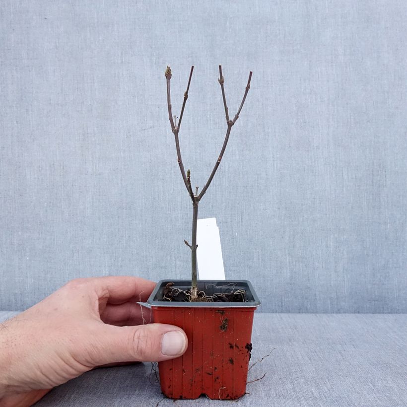 Amostra de Evónimo-europeu Red Cascade - Euonymus europaeus Vaso de 8/9 cm tal como entregue no inverno