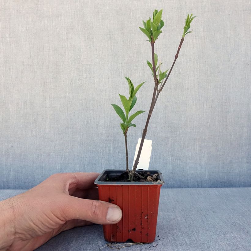 Amostra de Evónimo-europeu Red Cascade - Euonymus europaeus Vaso de 8/9 cm tal como entregue na primavera