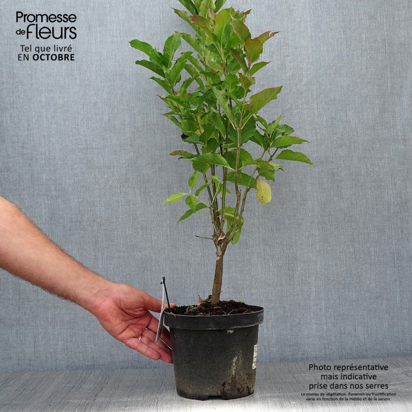 Amostra de Evónimo-europeu Red Cascade - Euonymus europaeus Vaso de 2 L/3 L tal como entregue no outono