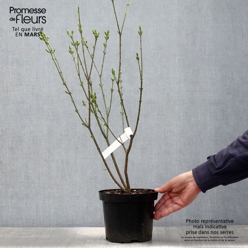 Amostra de Evónimo-europeu Red Cascade - Euonymus europaeus Vaso de 2 L/3 L tal como entregue na primavera