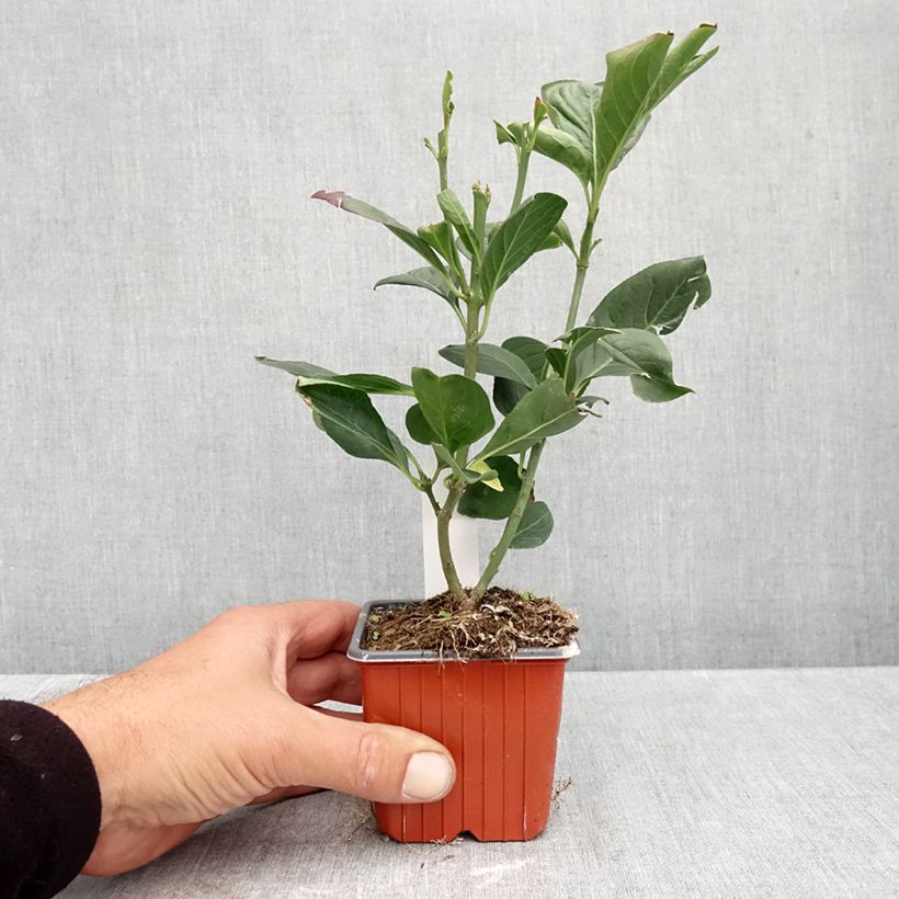 Amostra de Evónimo-europeu Red Cascade - Euonymus europaeus Vaso de 8/9 cm tal como entregue no outono