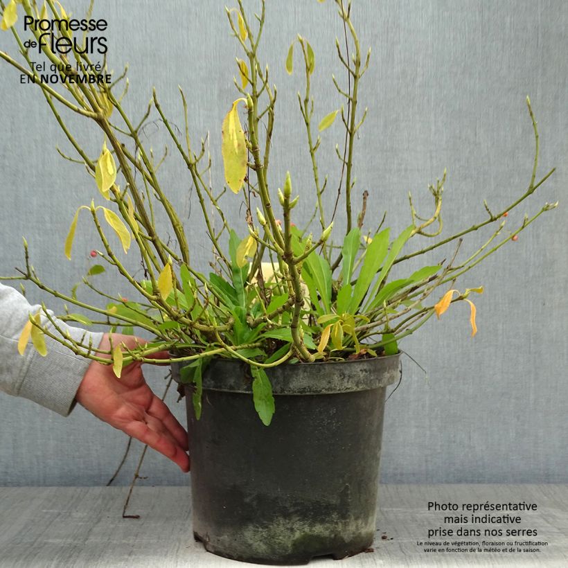 Amostra de Evónimo-trepador Blondy - Euonymus fortunei Vaso de 7,5 L/10 L tal como entregue no outono