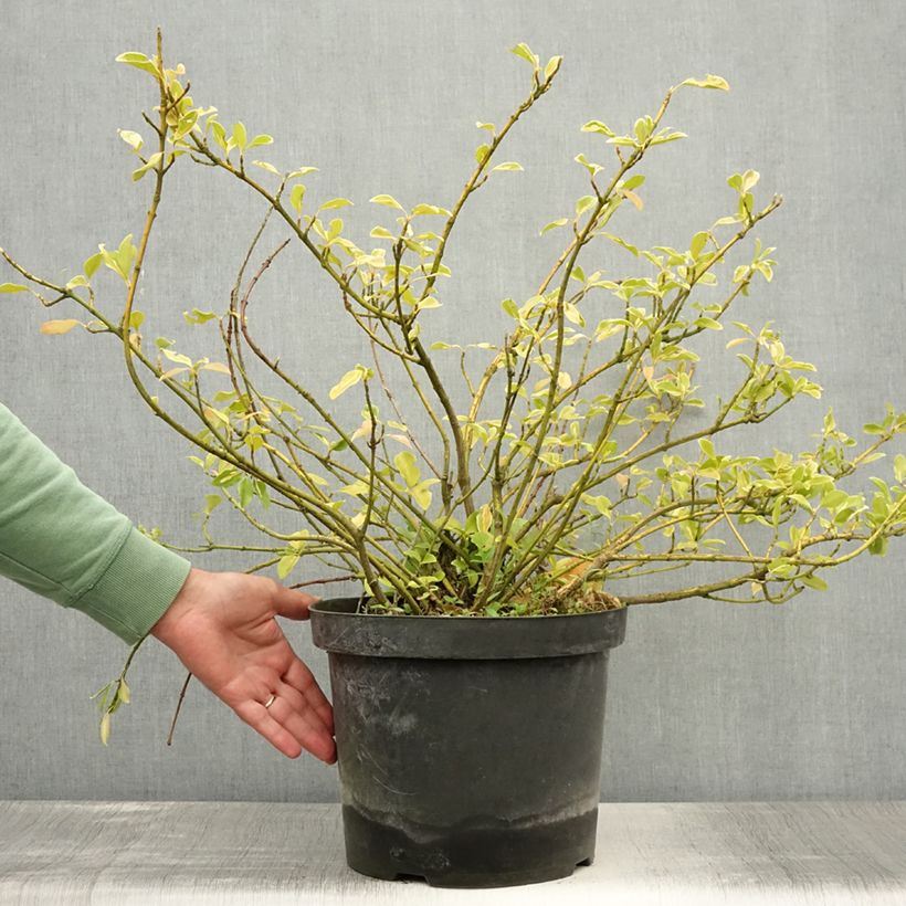 Amostra de Evónimo-trepador Blondy - Euonymus fortunei Vaso de 7,5 L/10 L tal como entregue no verão