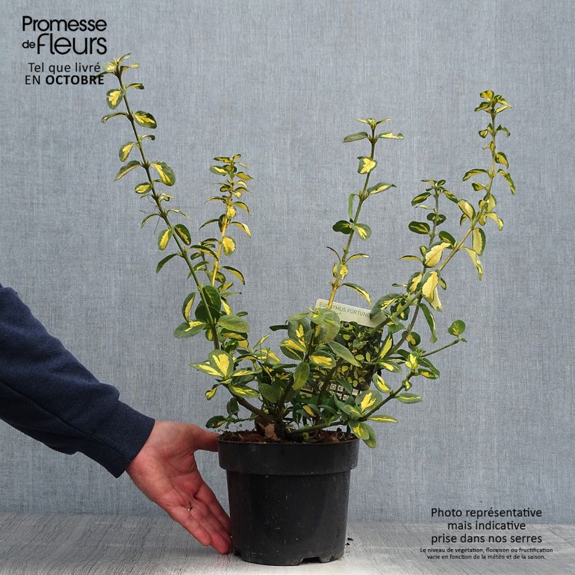 Amostra de Evónimo-trepador Blondy - Euonymus fortunei Vaso de 2 L/3 L tal como entregue no outono