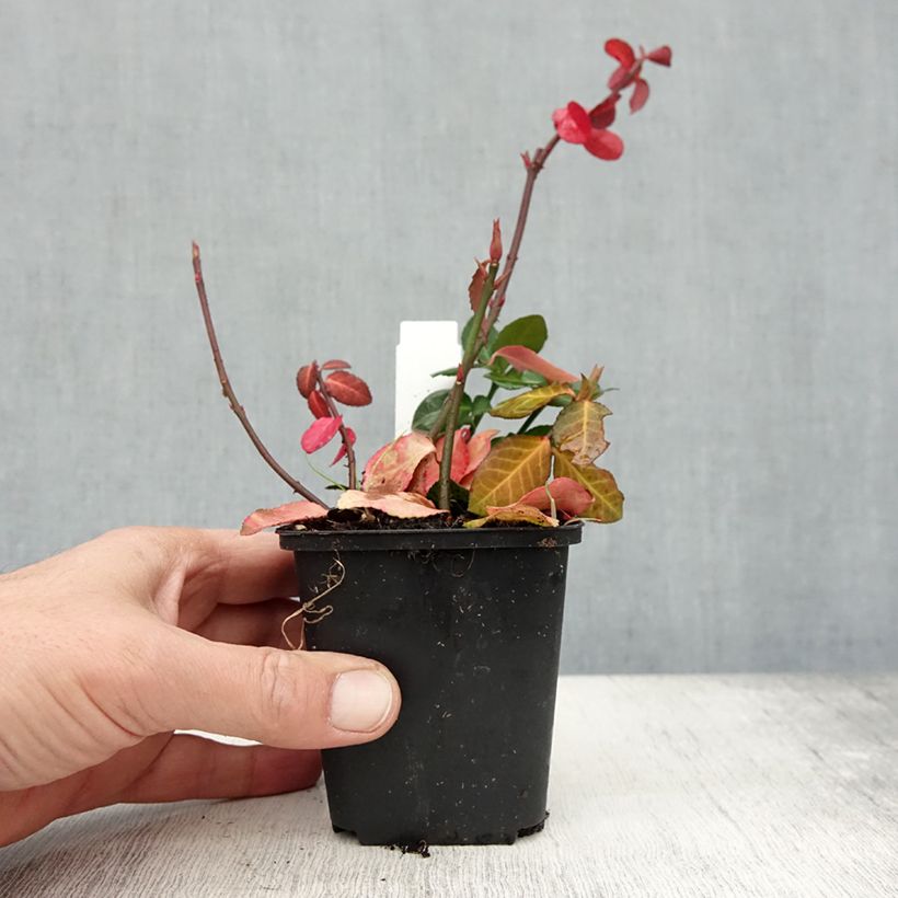 Amostra de Evónimo-trepador Coloratus - Euonymus fortunei Vaso de 8/9 cm tal como entregue no outono