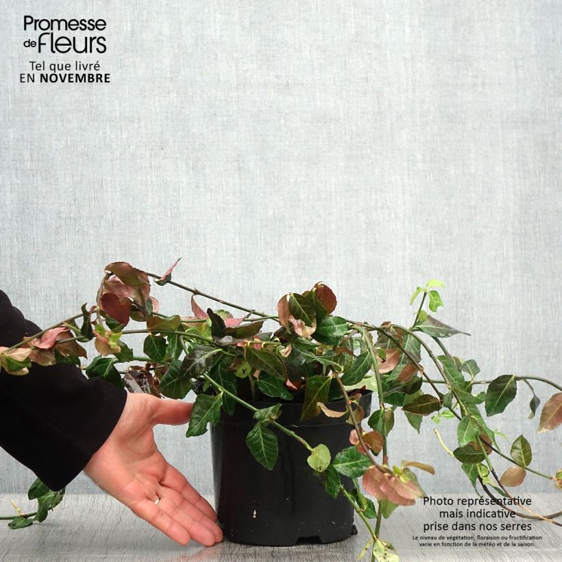 Amostra de Evónimo-trepador Coloratus - Euonymus fortunei Vaso de 1,5 L/2 L tal como entregue no outono