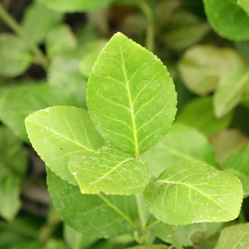 Evónimo-trepador Dart's Blanket - Euonymus fortunei (Folhagem)