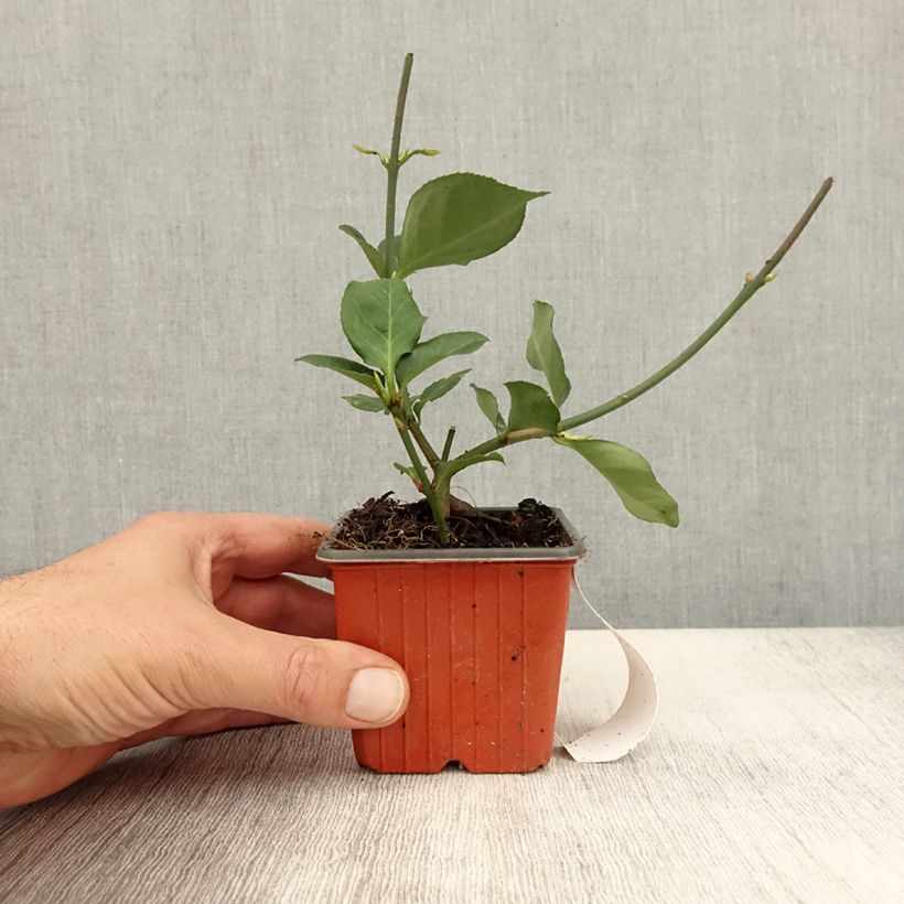 Amostra de Evónimo-trepador Dart's Blanket - Euonymus fortunei Vaso de 8/9 cm tal como entregue no outono