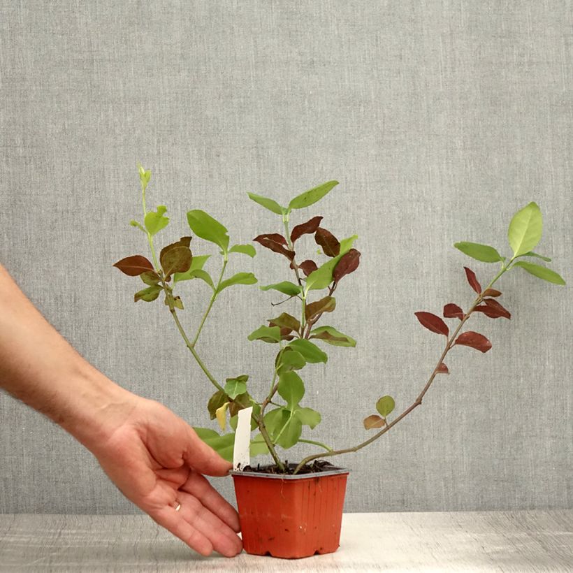 Amostra de Evónimo-trepador Dart's Blanket - Euonymus fortunei Vaso de 8/9 cm tal como entregue no verão