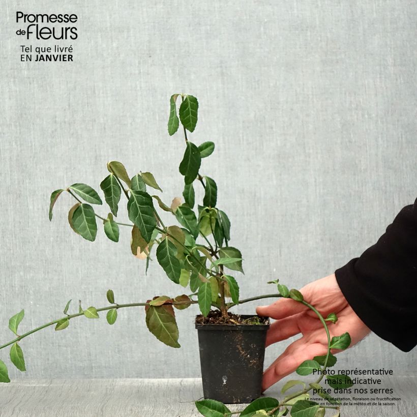 Amostra de Euonymus fortunei Dart's Blanket - Fusain rampant Vaso de 8/9 cm tal como entregue no inverno