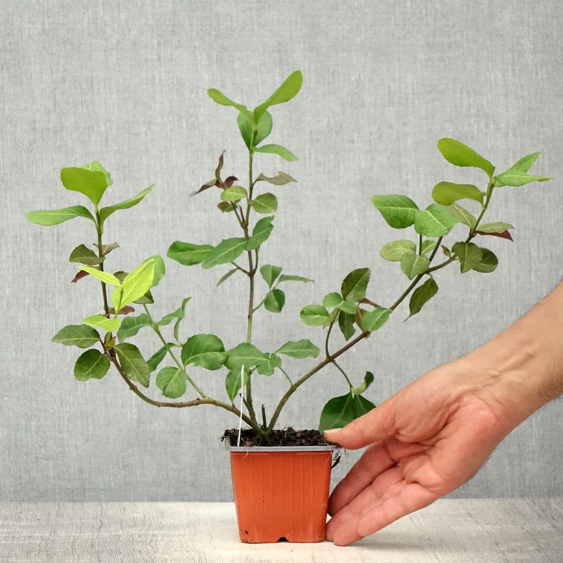 Amostra de Evónimo-trepador Dart's Blanket - Euonymus fortunei Vaso de 8/9 cm tal como entregue na primavera