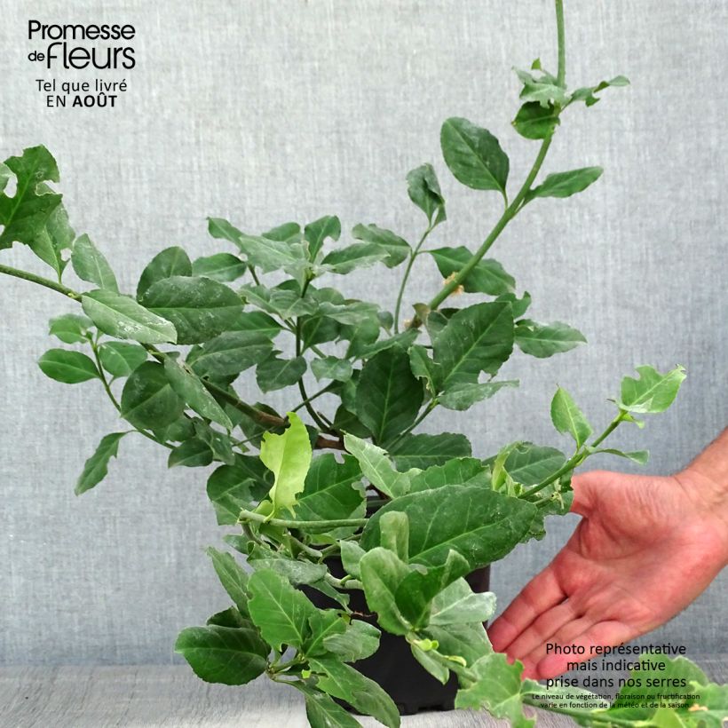 Amostra de Evónimo-trepador Dart's Blanket - Euonymus fortunei Vaso de 2 L/3 L tal como entregue no verão
