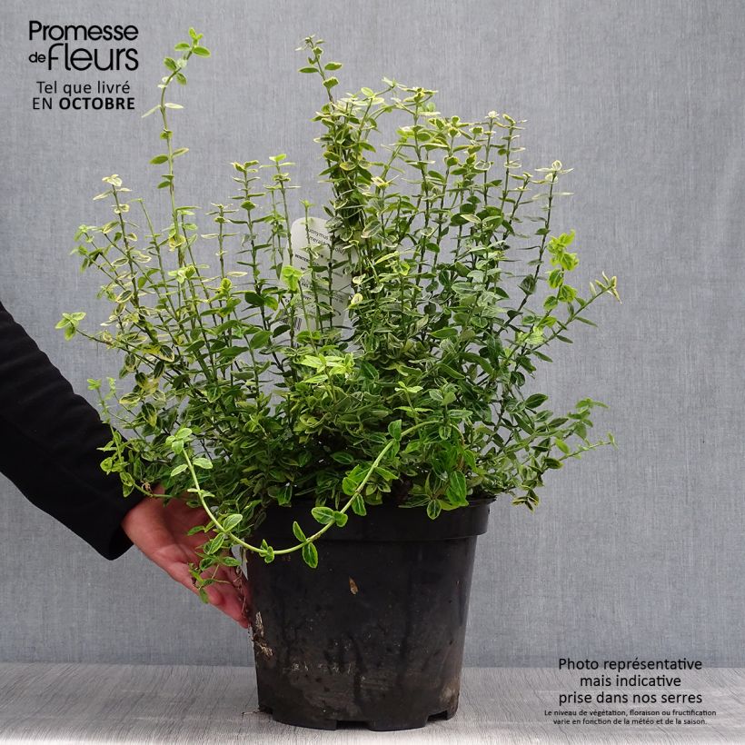 Amostra de Evónimo-trepador Emerald 'n gold - Euonymus fortunei Vaso de 4 L/5 L tal como entregue no outono