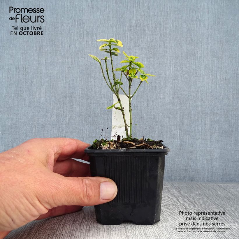 Amostra de Evónimo-trepador Emerald 'n gold - Euonymus fortunei Vaso de 8/9 cm tal como entregue no outono