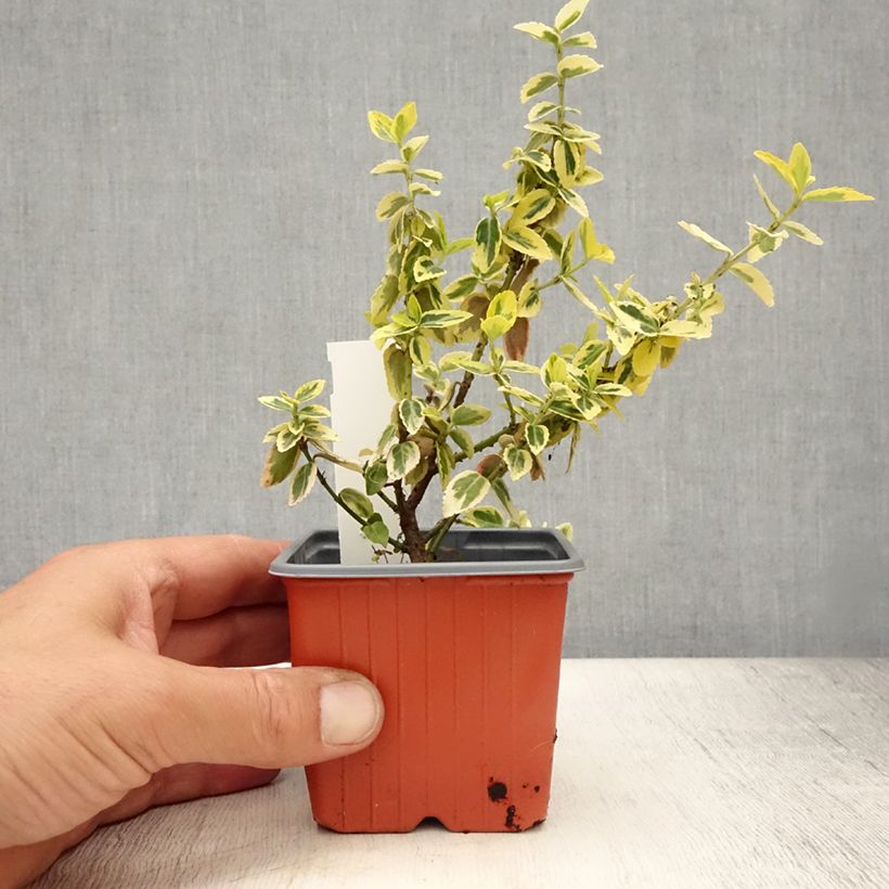 Amostra de Evónimo-trepador Emerald 'n gold - Euonymus fortunei Vaso de 8/9 cm tal como entregue no verão