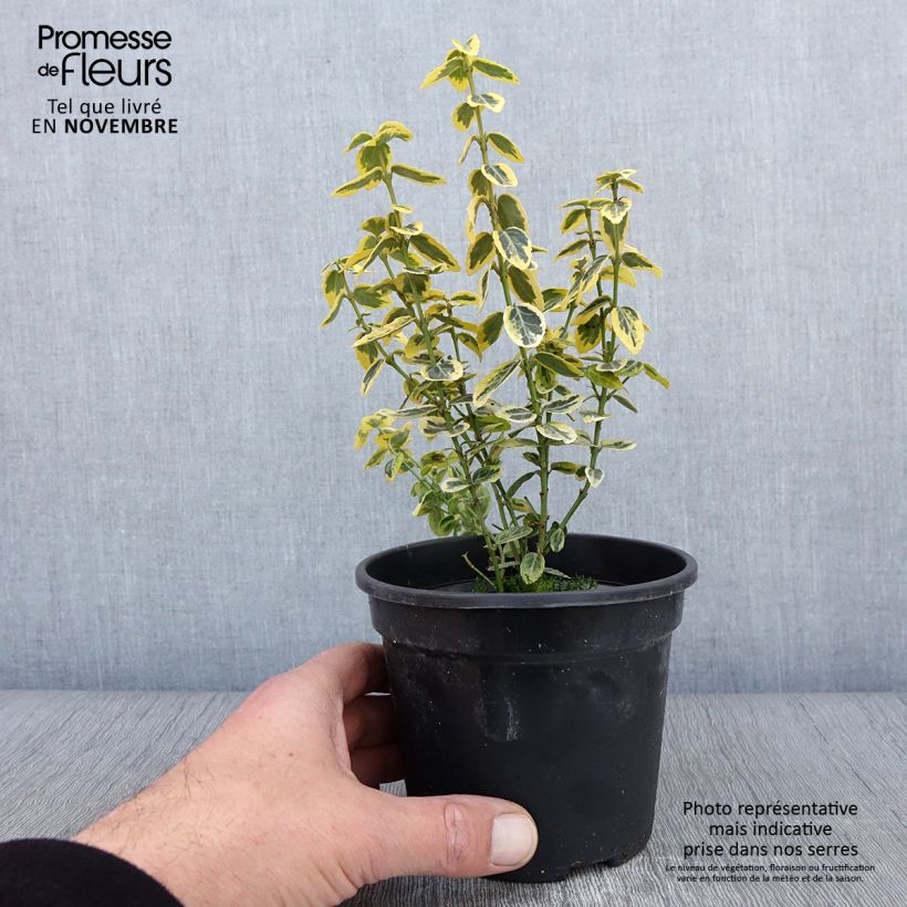 Amostra de Evónimo-trepador Emerald 'n gold - Euonymus fortunei Vaso de 1 L/1,5 L tal como entregue no outono