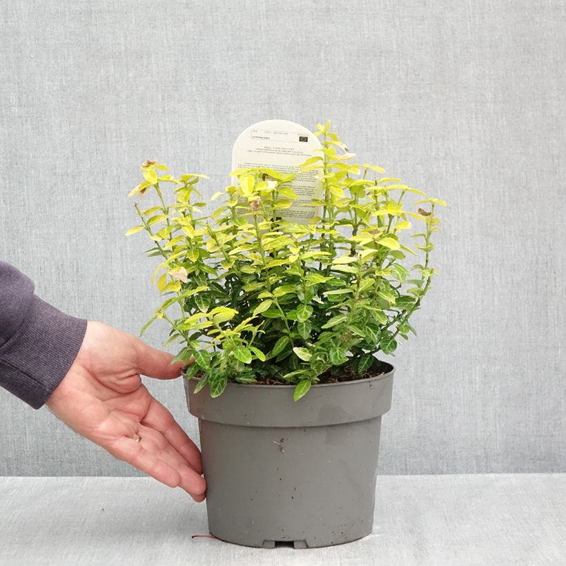 Amostra de Evónimo-trepador Goldy - Euonymus fortunei Vaso de 3 L/4 L tal como entregue no outono