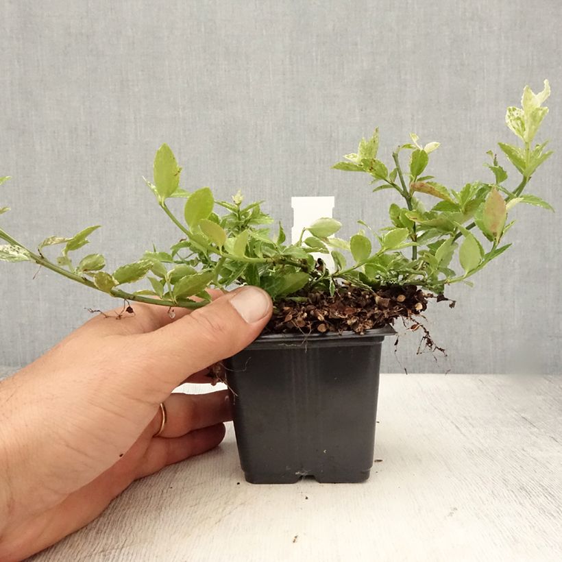 Amostra de Evónimo-trepador Harlequin - Euonymus fortunei Vaso de 8/9 cm tal como entregue no verão